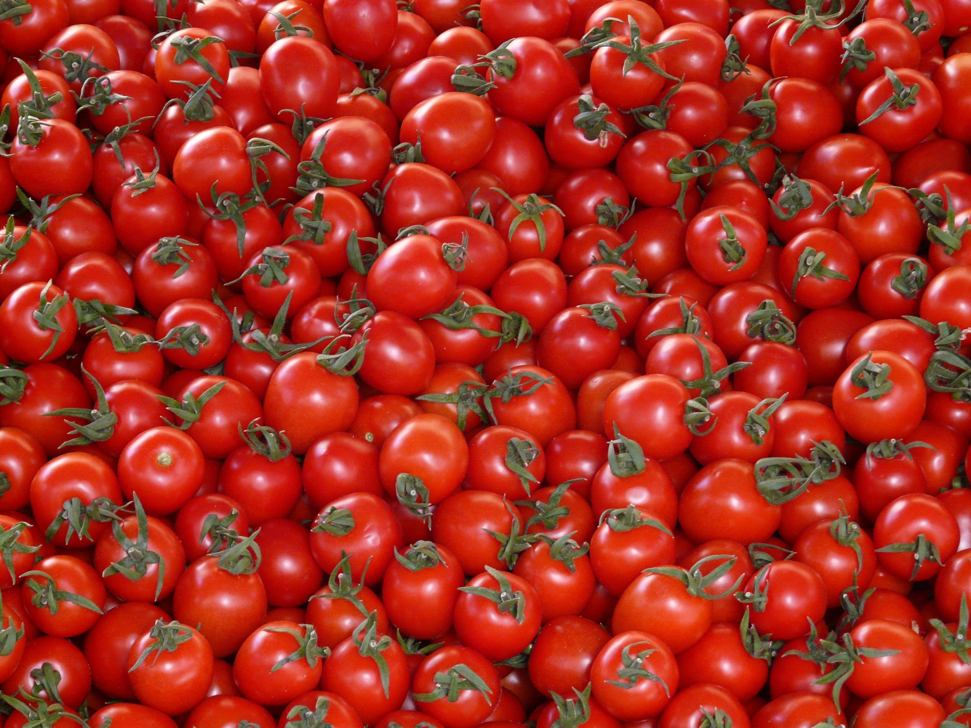 Много помидор. Томаты Паслёновые черри. Томат Делишес красный. Томатно-красный (Tomato Red). Томаты Clivia.