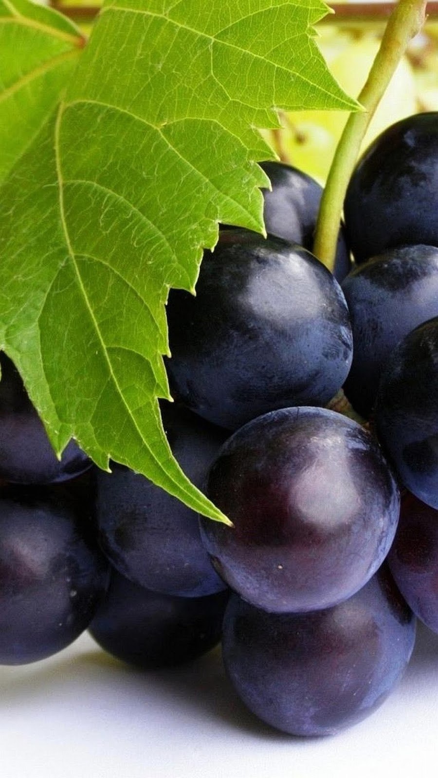 Смородина белая (ribes niveum `Версальская`)