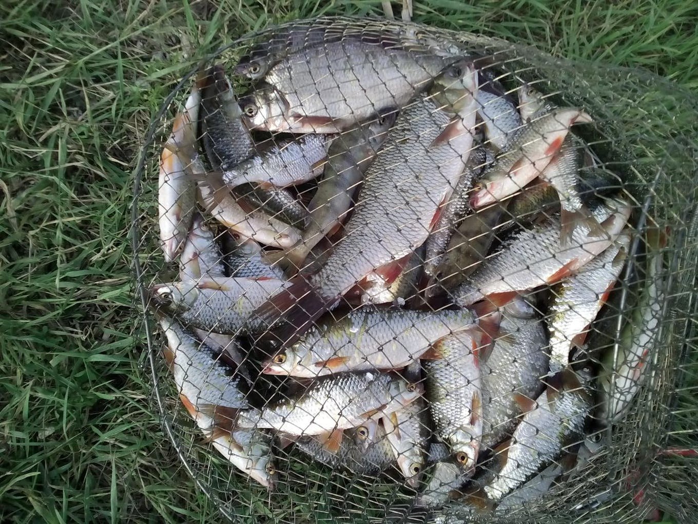 Рыболовный улов