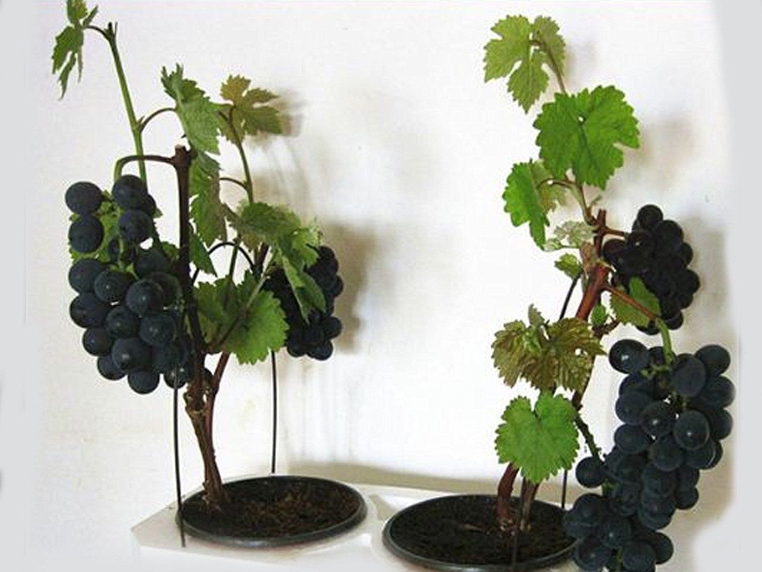 Как посадить домашний виноград. Виноград сорта Зилга в горшках. Виноградная лоза бонсай. Виноград шелковица.