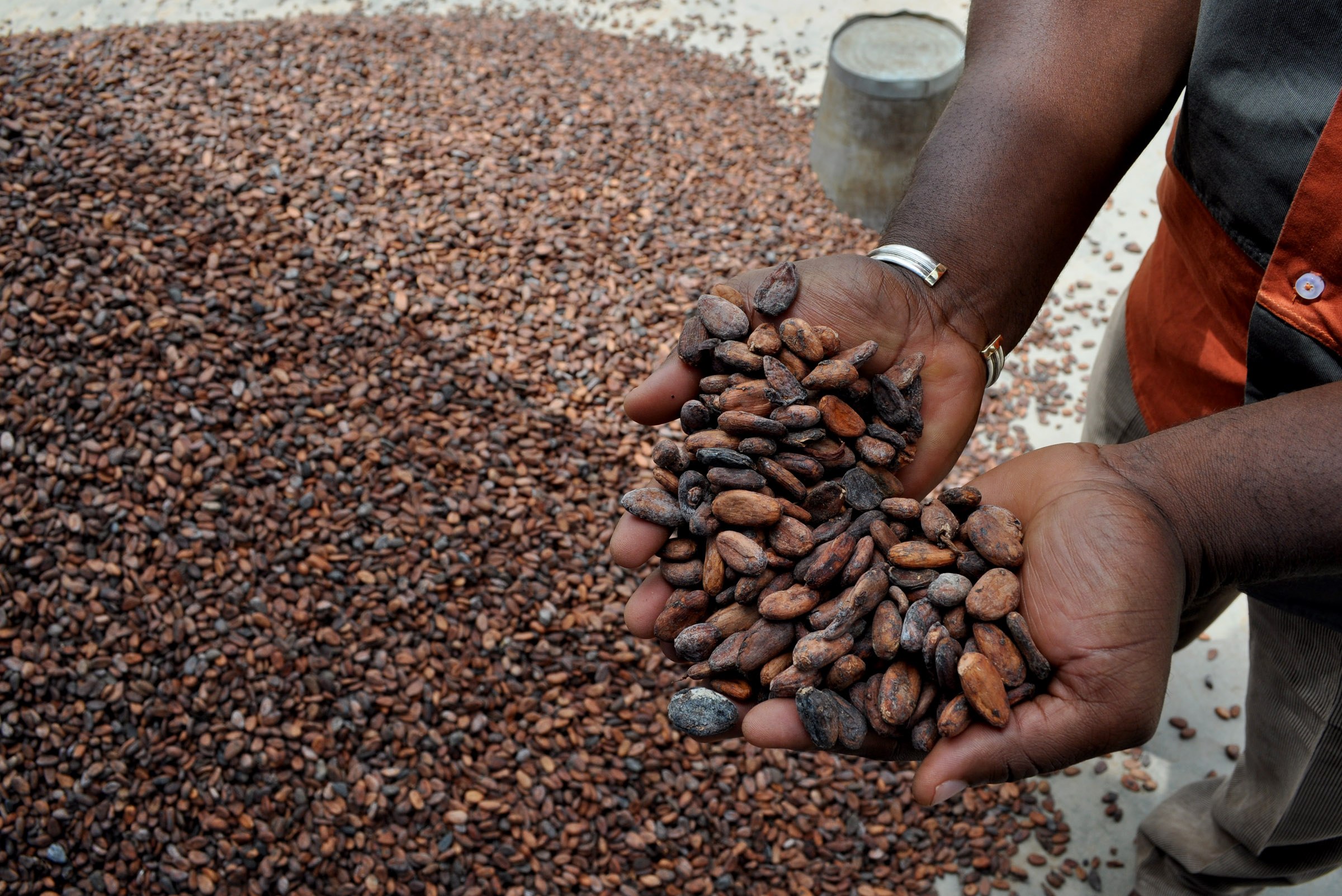 Экспортировать кофе. Кот ДИВУАР кофе. Нигерия плантация какао. Кот ДИВУАР какао Бобы. Африка сельское хозяйство какао Бобы.