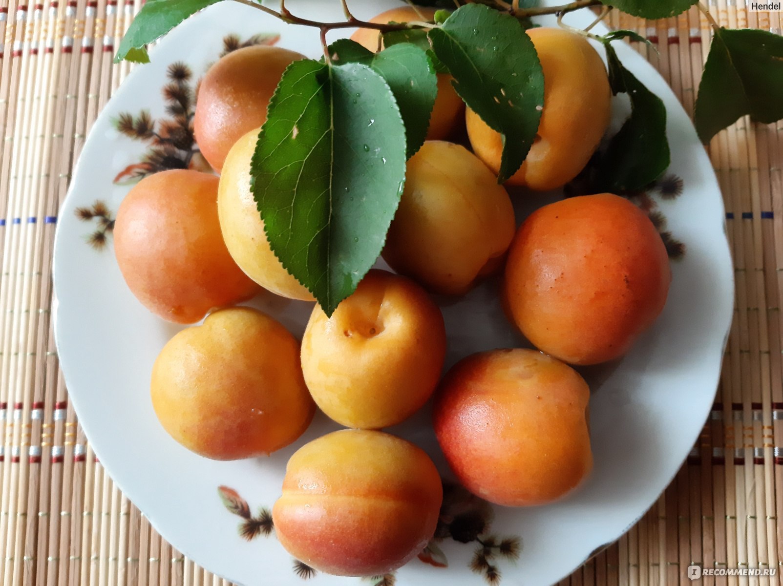 Фото абрикосов и персиков. Персик нектарин абрикос. Абрикос Шиндахлан. Персик абрикос Урюк. Прищепа абрикос сорт.