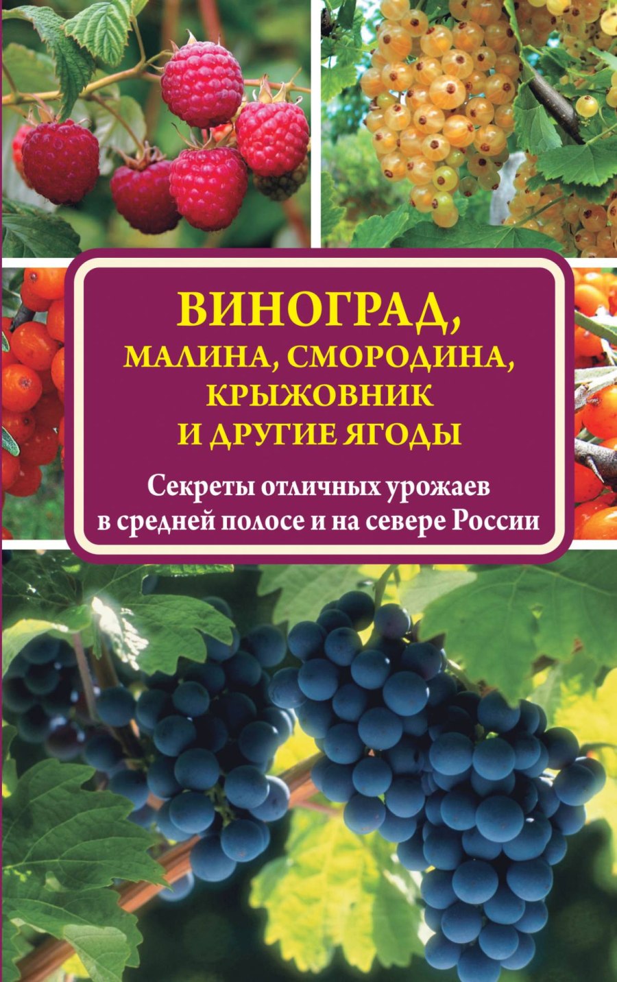 Смородина в разрезе