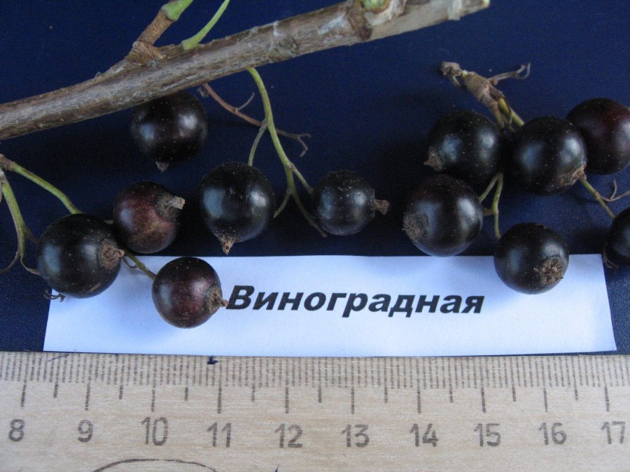 Чёрная смородина сорт Виноградная