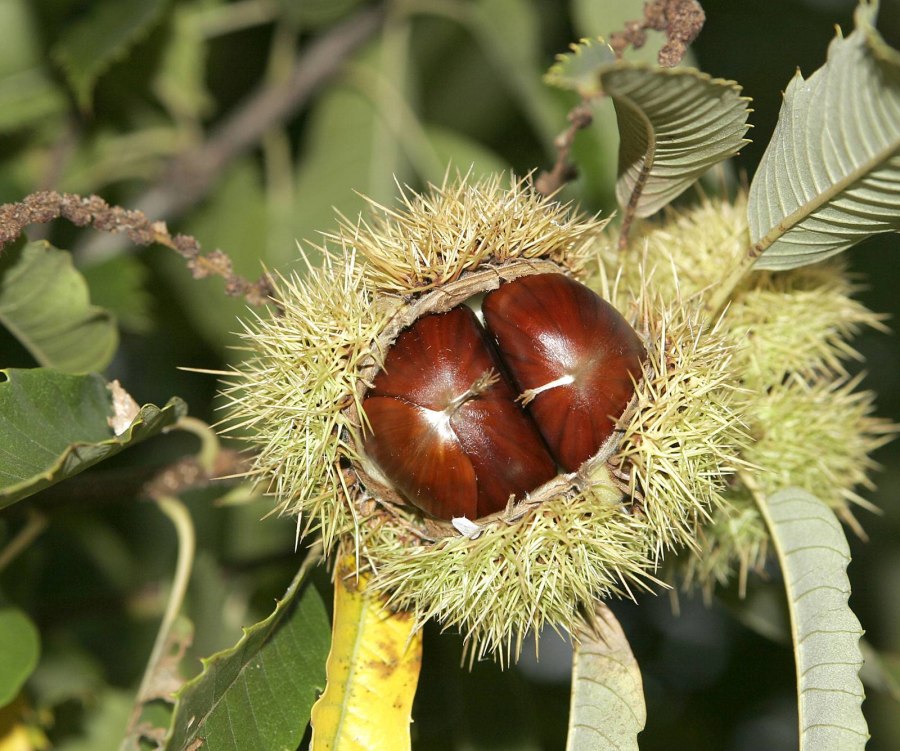 Каштан посевной (благородный) – Castanea Sativa