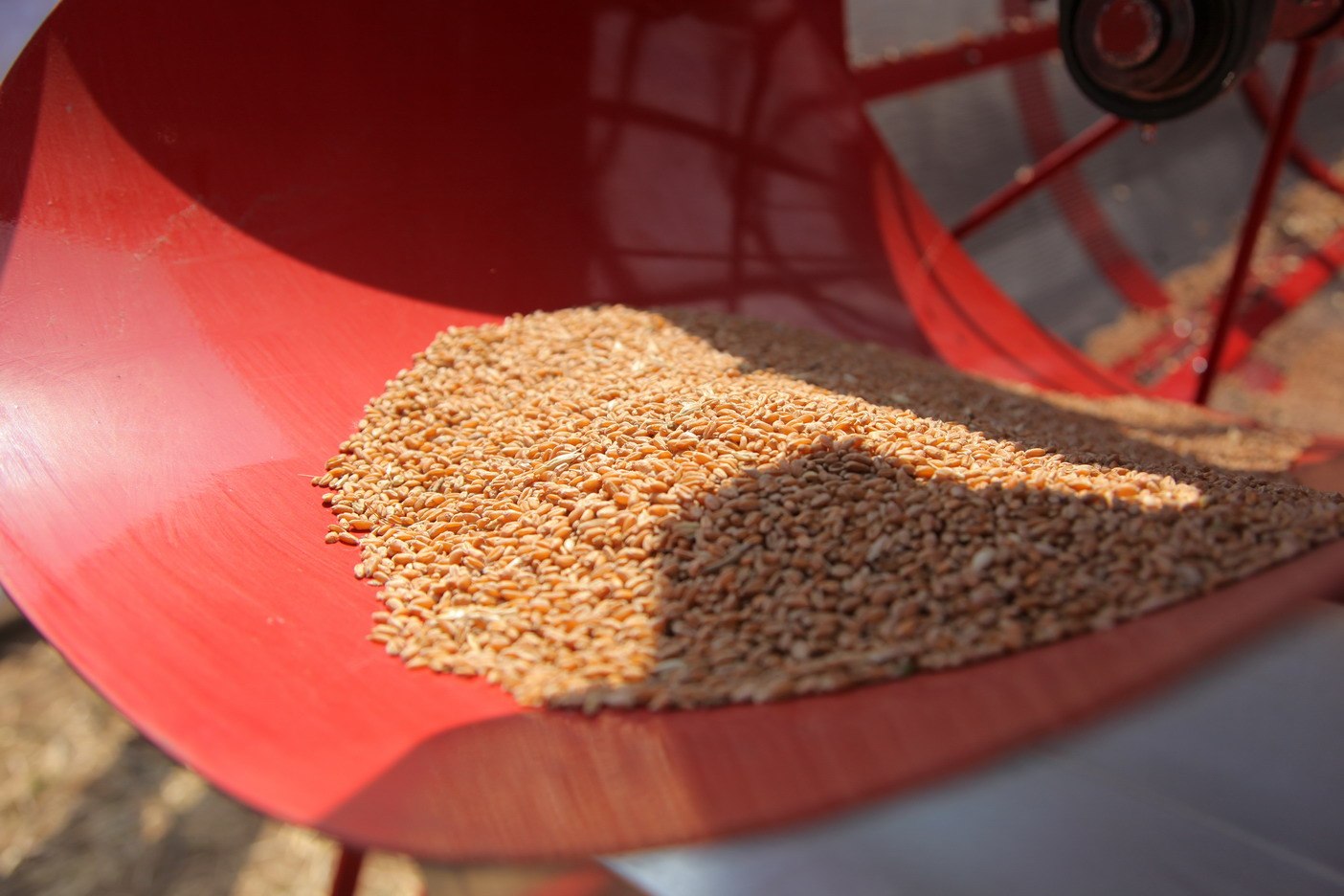 Очистка зерна от мякины на ветру. Сушка зерна. Очистка зерна. Сортировка семян зерновых. Просушка зерна.