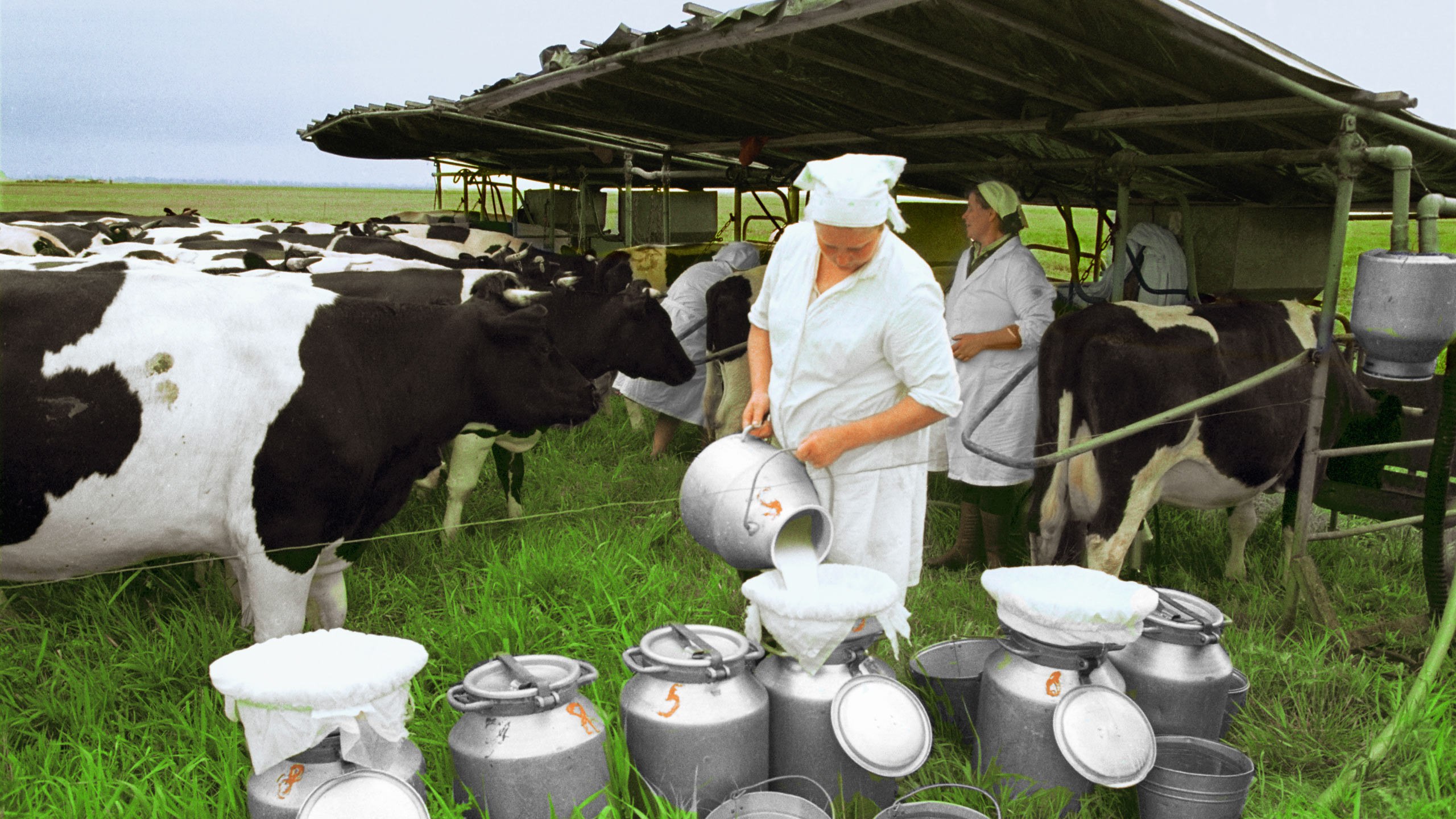 Питьевое хозяйство. Корова в хозяйстве. Корова молоко. Коровы на ферме. Доярка с коровой.
