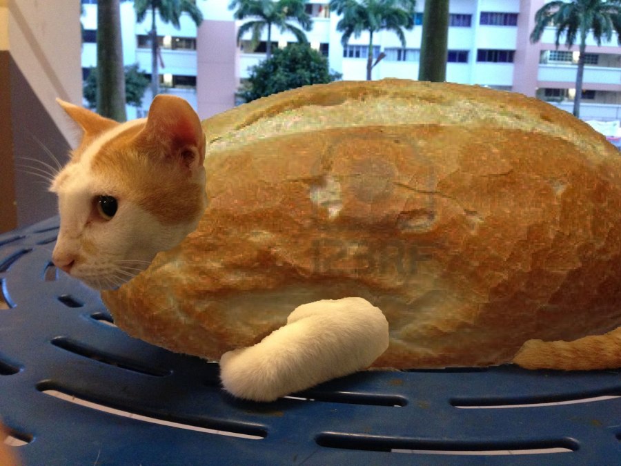 Кошка булочка