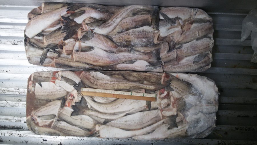 Рыба пикша замороженная