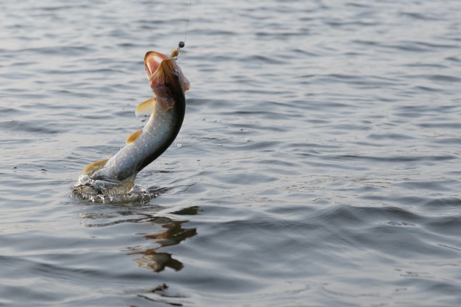 Силиконовая формочка рыбки