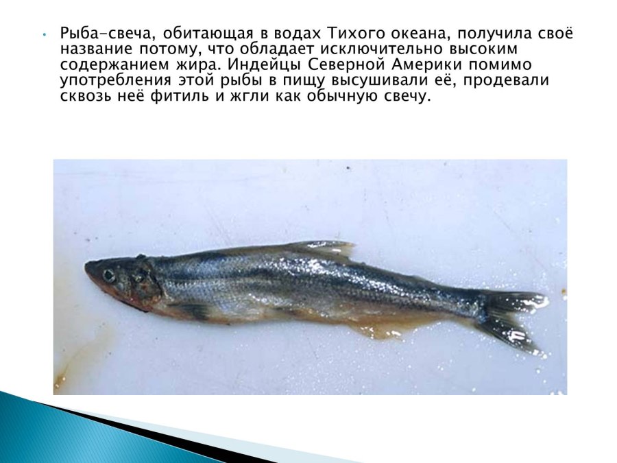 Свечка из рыбы