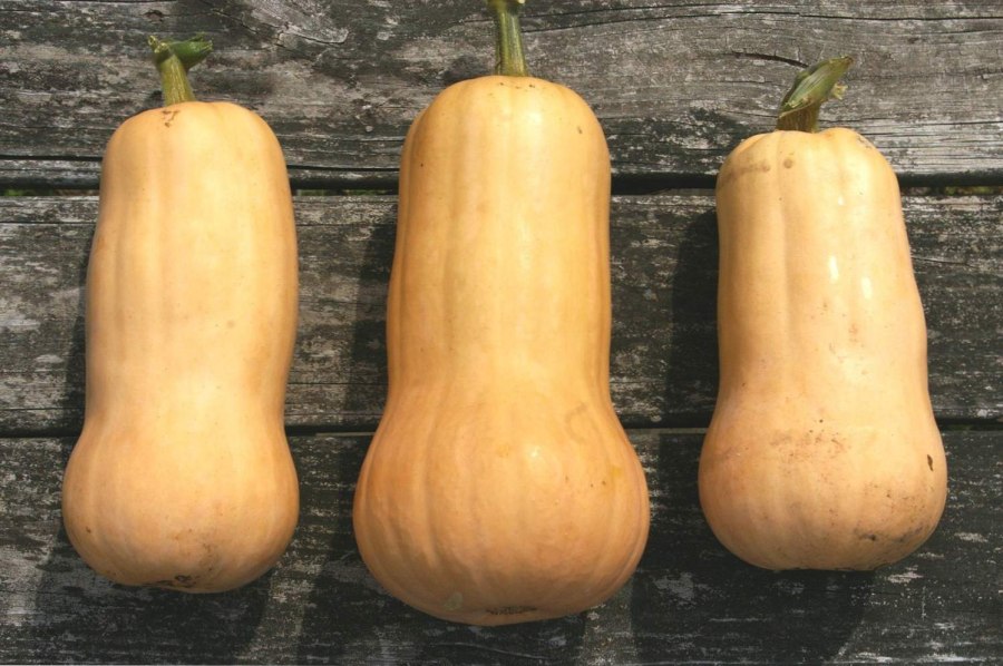 Груша огурец тыква