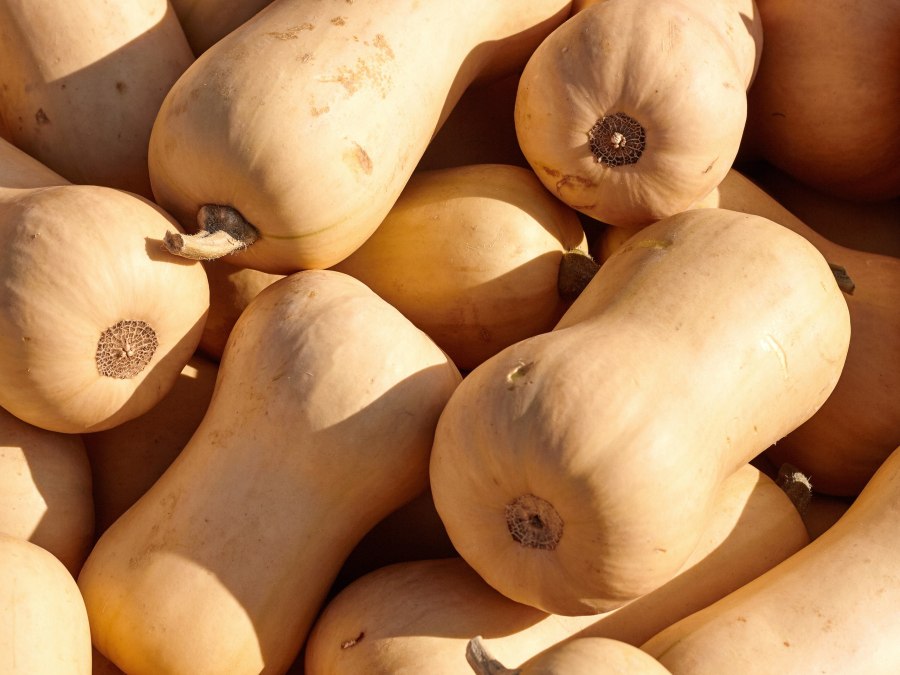 Тыква баттернат сквош