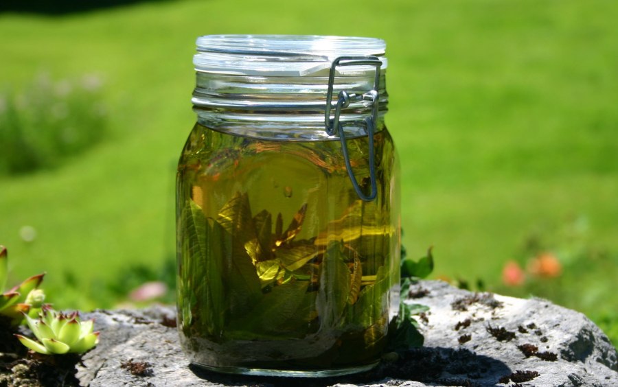 Мед с мятой