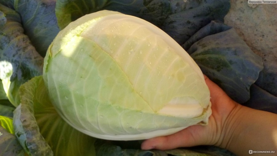 Sauerkraut – квашеная капуста.