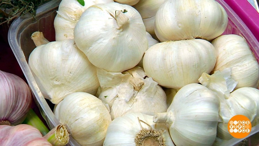 Узбекистана чеснок нархи