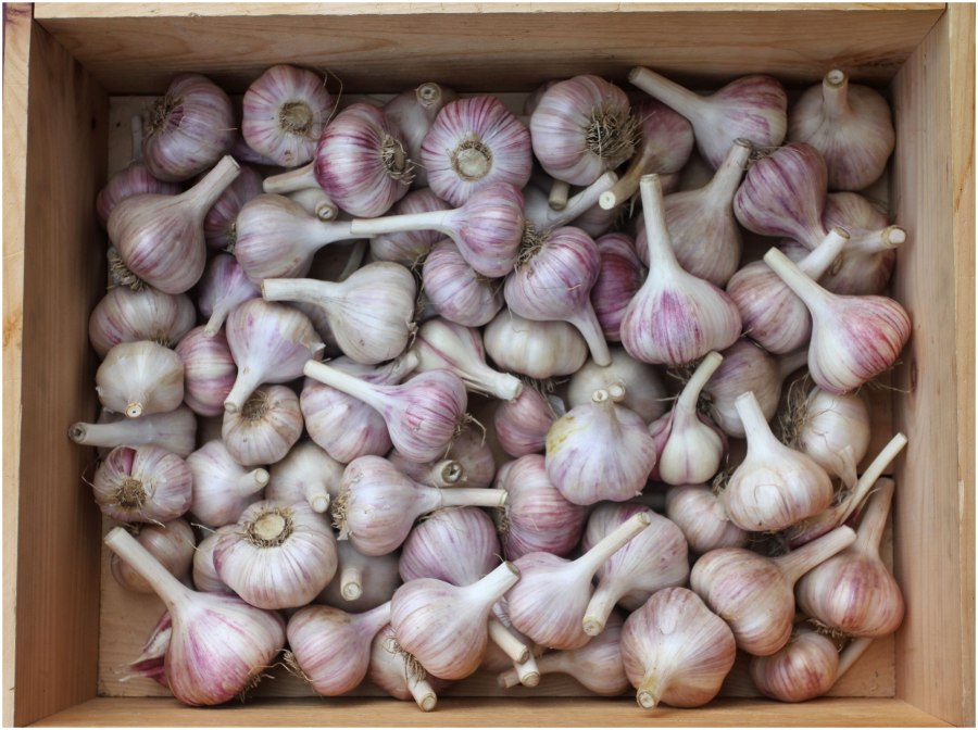 Чеснок Грибовский