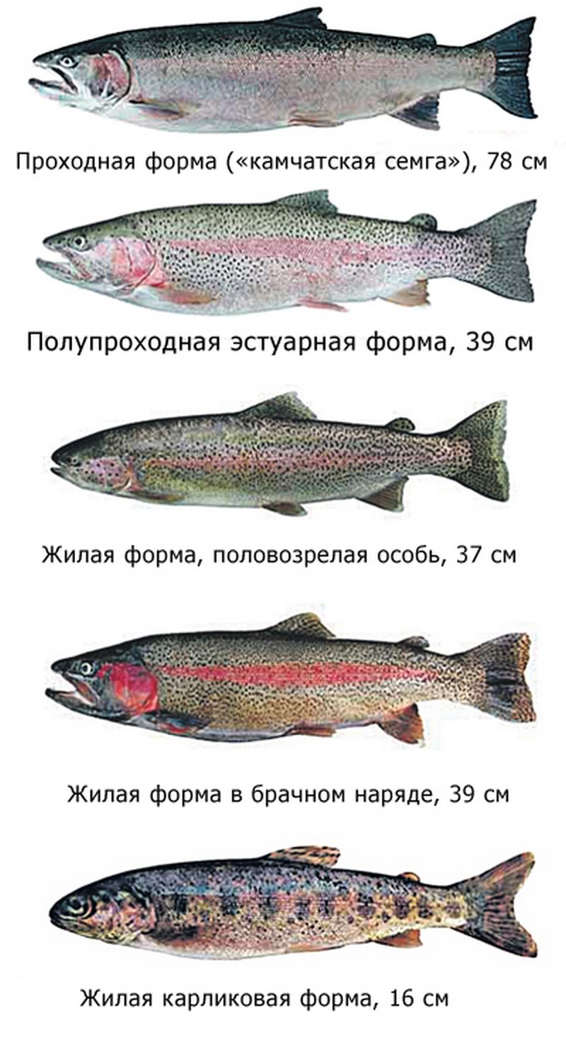 Красная рыба виды и названия. Морская рыба семейства лососевых кижуч. Горбуша семейство лососевых. Форель лосось семга отличие. Рыба семейства лососевых нерка.