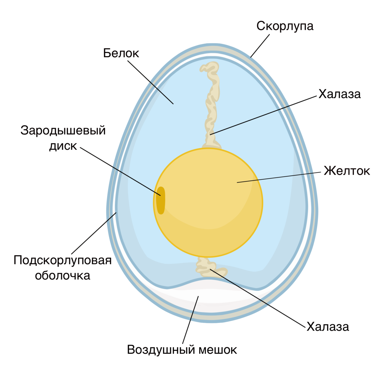 Опишите строение яйца птиц
