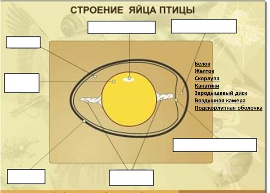 Лабораторная строение яйца птицы. Строение яйца птицы. Схема строения куриного яйца. Внутреннее строение яйца птицы. Строение яйца биология.